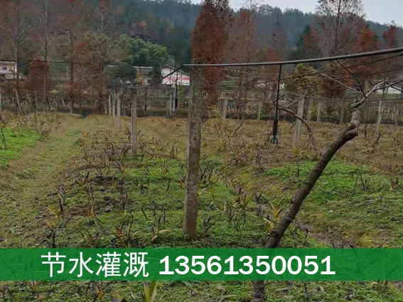 桃微喷6