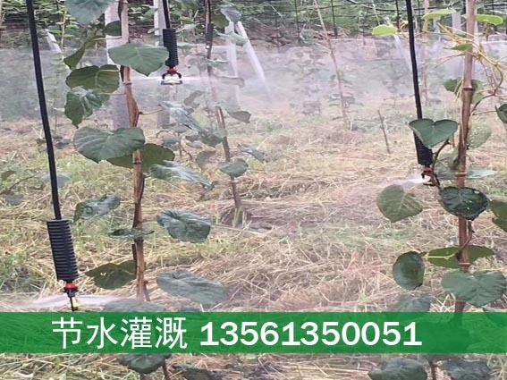 桃微喷3