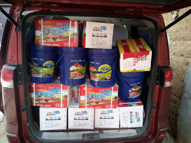 膨果宝邦尼图片