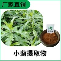 森冉生物 小蓟提取物 刺儿菜提取物 比例提取原料粉