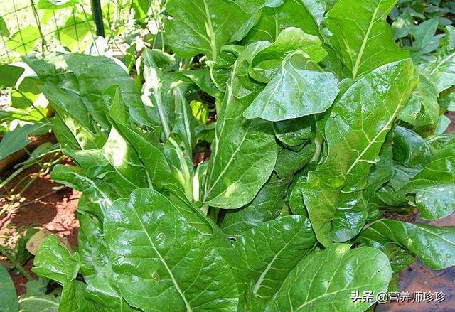 牛皮菜图片_这种蔬菜，过去曾拿来喂猪，如今成为饭店的招牌菜，每盘88元