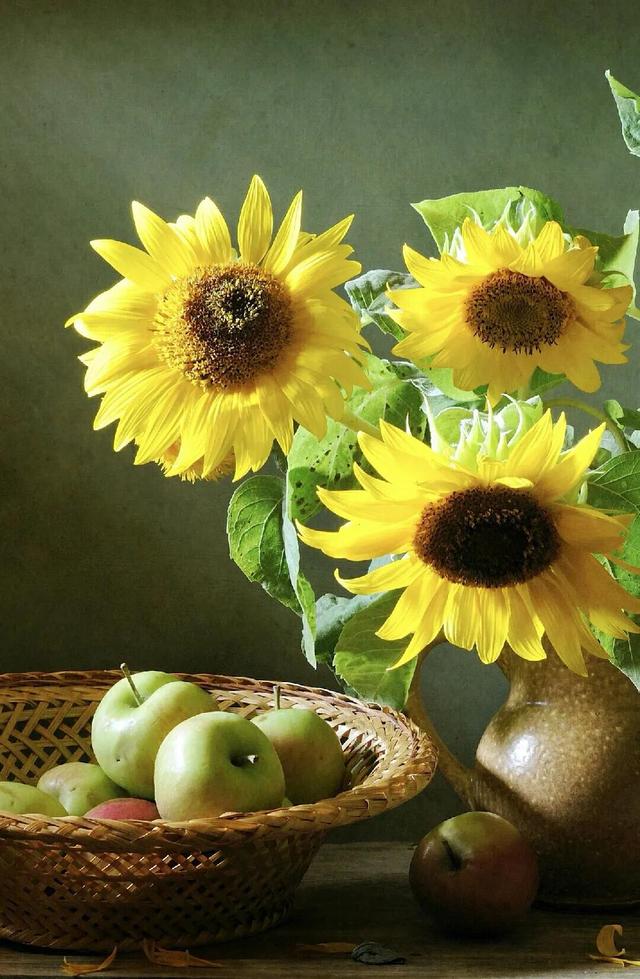 识花·向日葵（草花向日葵）