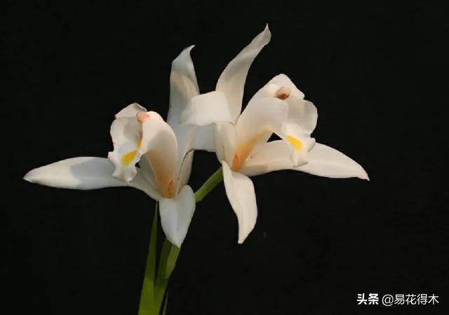 兰花品种名称及图片_兰花推荐｜独占春的品种鉴赏与栽培养护（春兰花守好的品种）