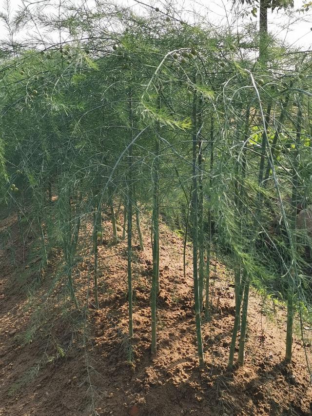 芦笋罐头_可食用的象牙（象牙什么用）