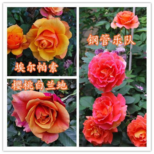这三种华丽的月季，能为你打开梦幻之门（月季花闪耀）