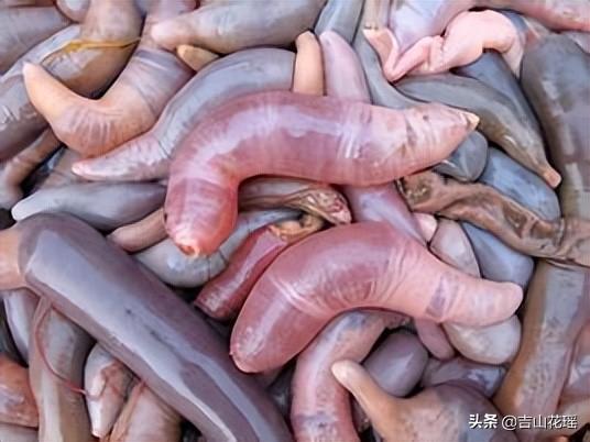 单环刺螠人工养殖技术及开发利用