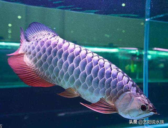 三分钟学会新鱼入缸操作，新鱼到家要怎样操作才能确保鱼没事（新鱼入缸的步骤和注意事项）