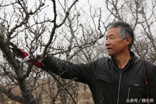 电动果树修枝剪_果农修剪树枝用上电动剪刀 省劲高效被誉为神剪（修剪果树的电剪刀）