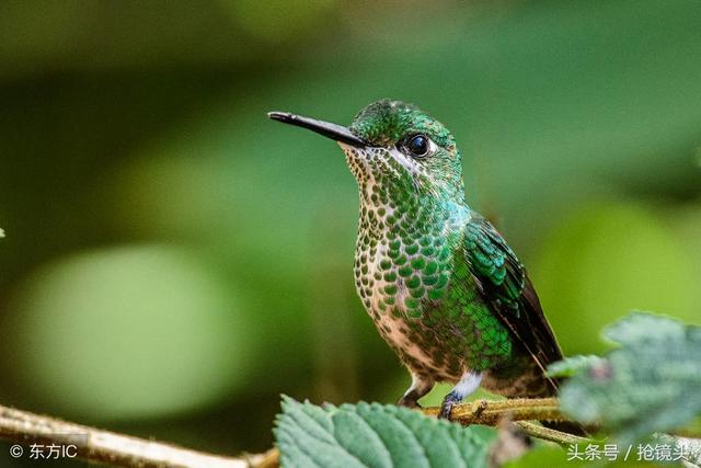 世界上最小的鸟_世界上最小的鸟，体重约为1.8克，身长约为5厘米，鸟蛋像咖啡豆大（世界上最小的鸟大约2克重）