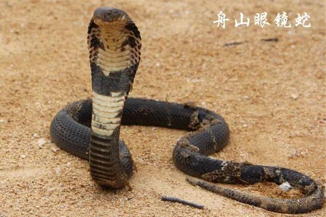 如何快速分辨浙江的眼镜蛇（浙江有眼镜蛇吗?）