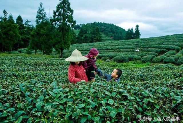 闽红三大工夫茶之一，以形秀有峰、金黄毫显而扬名中外（闽红工夫茶品质特征）