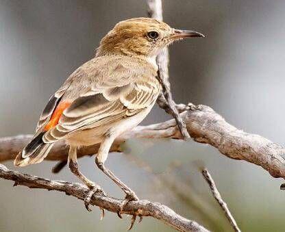 世界上最小的鸟_地球上10大体型最小的鸟类，蜂鸟居榜首，它的演化史至今仍是个谜（蜂鸟是世界上最小的鸟类,最大的巨蜂鸟）