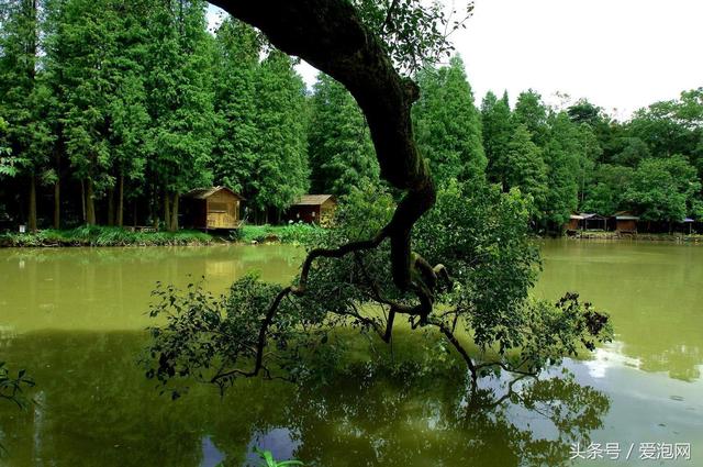 广西最早国家森林公园，南宁十佳旅游景区——良凤江国家森林公园（南宁良凤江国家森林公园有什么好玩的）