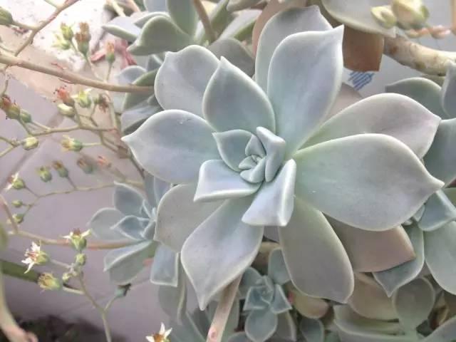 想玩多肉的花友，从这10个品种开始（花卉的多肉）