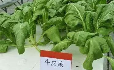 牛皮菜图片_牛皮菜生长旺盛，为何只能喂猪而不做蔬菜？（牛皮菜喂猪有什么好处）