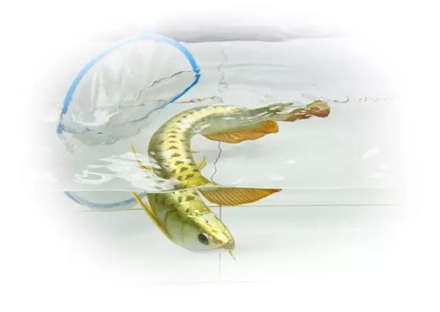 大湿解析丨史上最详细的龙鱼大全（龙鱼分类图解）