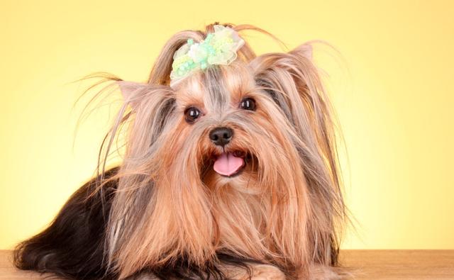 约克夏梗犬的介绍（约克夏梗犬图片）