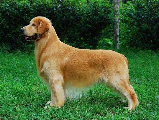 陕西细犬_国内速度最快的一种猎犬！骨瘦如柴却称霸四方，丝毫不输国外灵缇（中国灵缇猎犬）