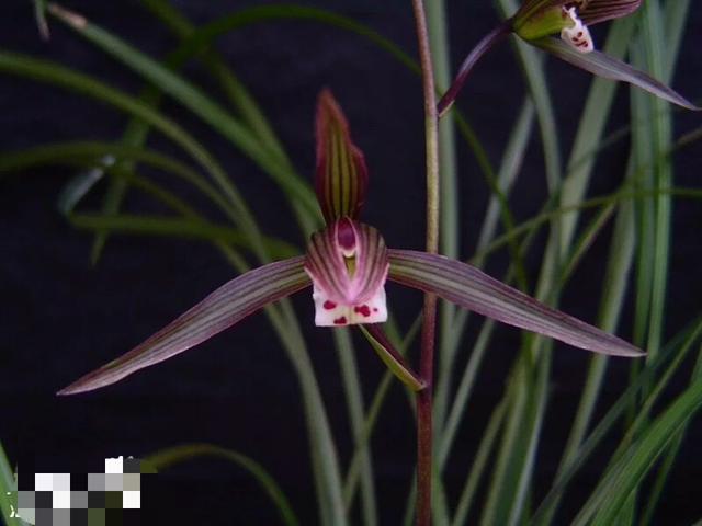 寒兰_兰花：寒兰（兰花寒兰价格）