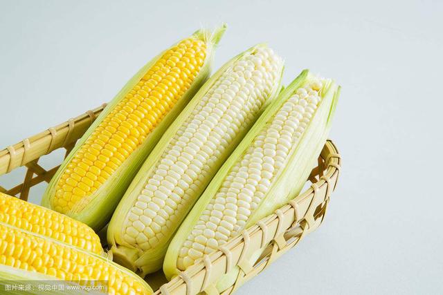 粟米是什么米_中药材玉米（中药材玉米须）