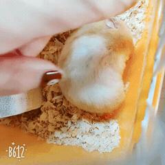 金丝熊喂养指南——如何与熊熊增进感情（金丝熊的饲养方法以及注意事项）