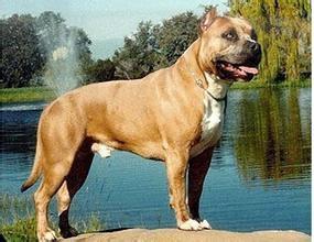 杜高和比特都属战斗型斗牛犬，小时候的它们却萌化人心（杜高犬是斗牛犬吗）