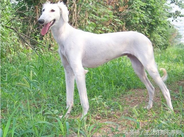 陕西细犬_中华名猎·猎兔能手，陕西细犬（中国猎兔犬）