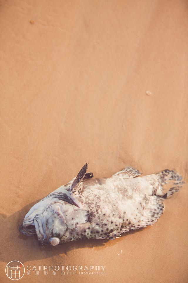 图虫生态摄影：┠猫摄影┨海边墓地（海毛虫的照片）
