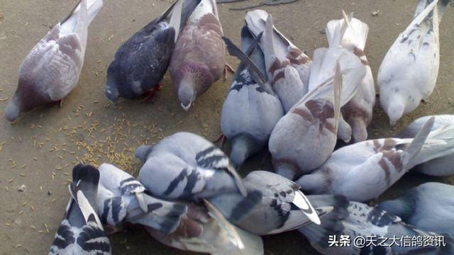 信鸽喂食三餐的讲究（信鸽喂食三餐的讲究是什么）