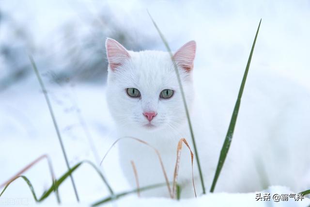 猫咪流鼻涕_天气冷了，猫主子流鼻涕是感冒还是鼻支了？这样来区分和预防（猫感冒流鼻涕是什么样子的）