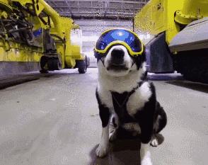 2022 五大进口狗粮品牌，网友：靠谱（国内品牌狗粮）