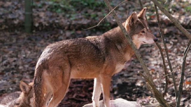 海湾兔_盘点9种近代灭绝的犬科类动物（现存最大的犬科动物）