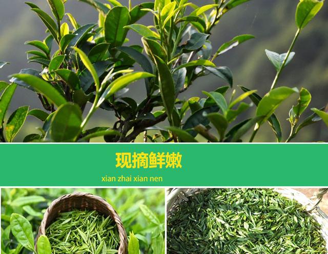 舒城小兰花，一款不错的安徽好茶，你一定要尝尝鲜（安徽名茶舒城小兰花）