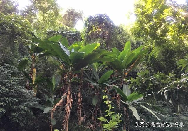 中国最美的十大森林公园，丛林深处，个个景色迷人，你又去过几处（中国著名的森林公园）