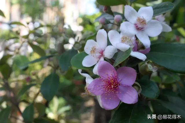 花色秀丽、果实甜美的桃金娘（桃金娘果子）