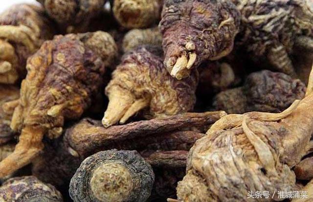 玛咖粉的功效与作用_「花木园艺」玛卡的功效与作用（植物玛卡的药用价值）