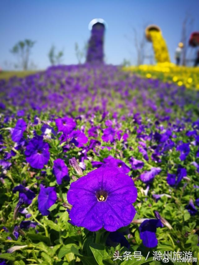 滁州花博园：百花争妍！（滁州花博园3月赏花）