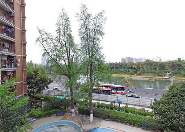 成都望江干燥器厂_成都两棵百年银杏要搬家 全程高科技保护（成都的银杏树）