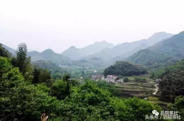 一杯上好的舒城小兰花从来都是有理由的｜后院茶旅（舒城小兰花茶叶介绍）