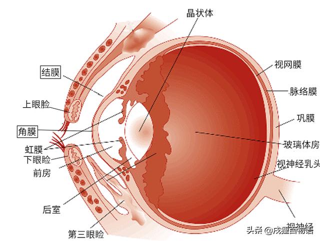 资深兽医分享｜狗狗眼睛发红，是结膜炎还是角膜炎？（狗狗为什么会得结膜炎角膜炎）