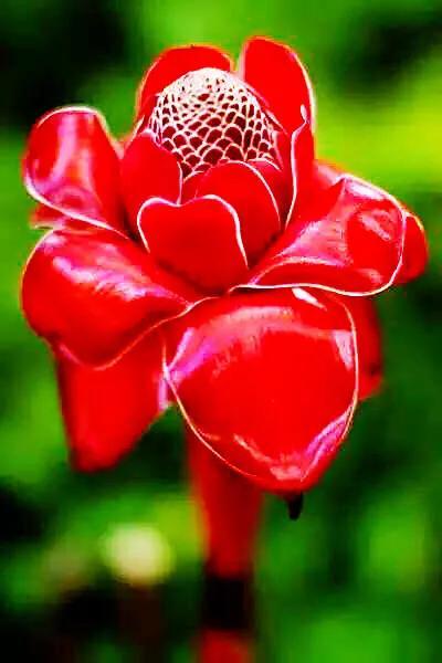 分享图片：60款精美花卉图（各种花卉图）