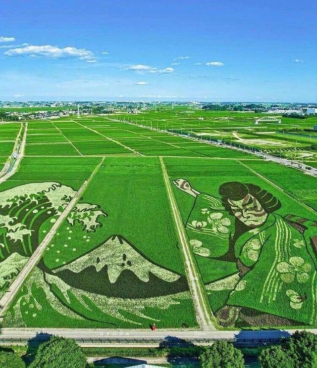 牛的图片大全大图_32张活久未见的照片，大象将水牛抛向空中，伪装极好的狼