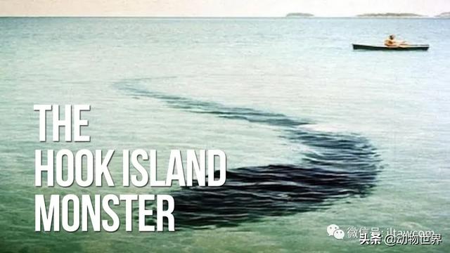 海湾兔_不可思议的神秘动物（七）（最不可思议的动物）