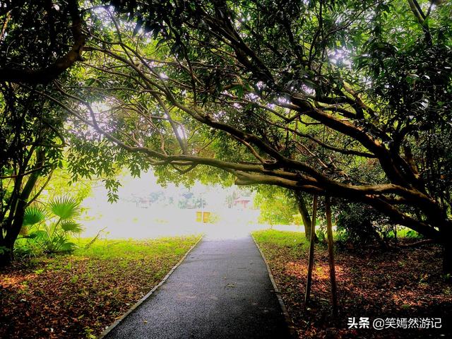 南宁市内有一个树叶密不见天的森林公园，夏日凉爽，去了不愁高温（南宁南湖公园门口的树）