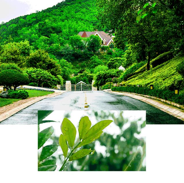 CAT喵是谁？（cat是猫）