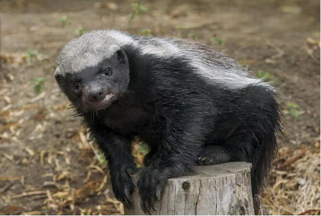非洲岩蟒_世界顶级捕食者非洲岩蟒，连人类都是它的盘中餐，唯独怕一种生物（动物世界非洲岩蟒）