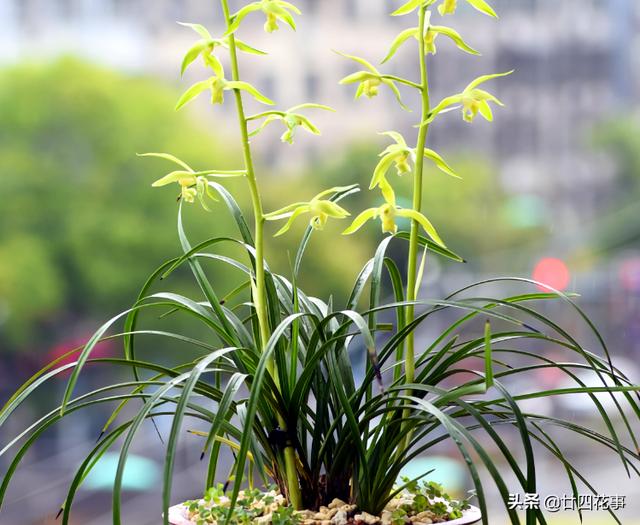 网上购物的步骤_网购兰花难服盆？上盆前简单4步，15天服盆，不僵苗发芽多（兰花上盆一个月服盆的现象）