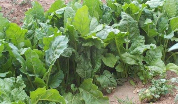 牛皮菜图片_老乡拿来喂猪的牛皮菜，为何掰得多反而长得更多，产销市场（牛皮菜喂猪有什么好处）