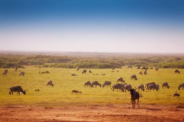 塞伦盖蒂大草原_塞伦盖蒂大草原（塞伦盖蒂大草原纪录片）