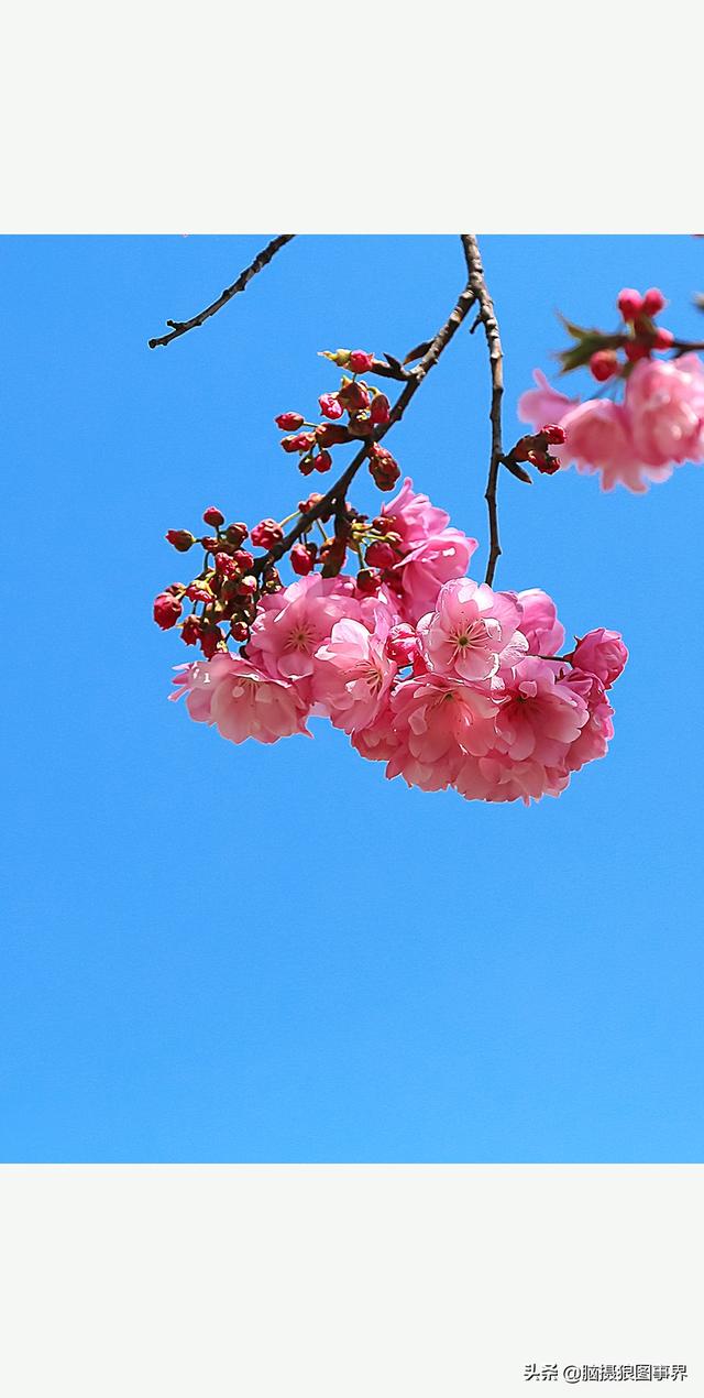 春天的图片_姹紫嫣红的春天，让你神清气爽，让你感受到无限希望（拥有姹紫嫣红的春天）